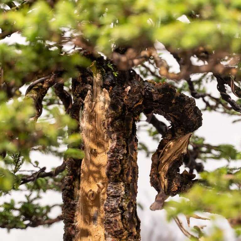 第94届国府盆景展上的历史云杉 图片