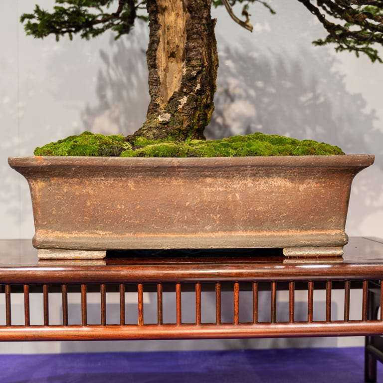 第94届国府盆景展上的历史云杉 图片