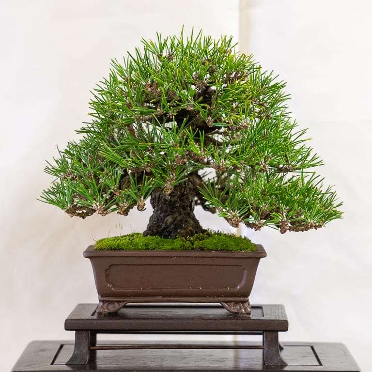 第17届小品盆景研讨会 常青树亮点展示