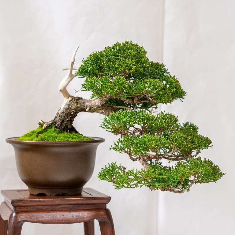 第17届小品盆景研讨会 常青树亮点展示