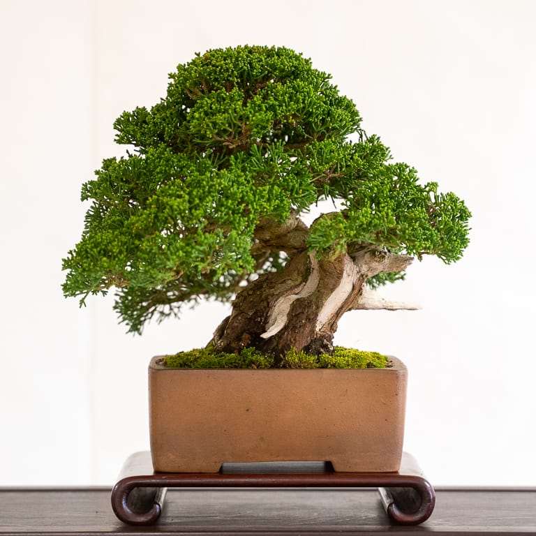 第17届小品盆景研讨会 常青树亮点展示