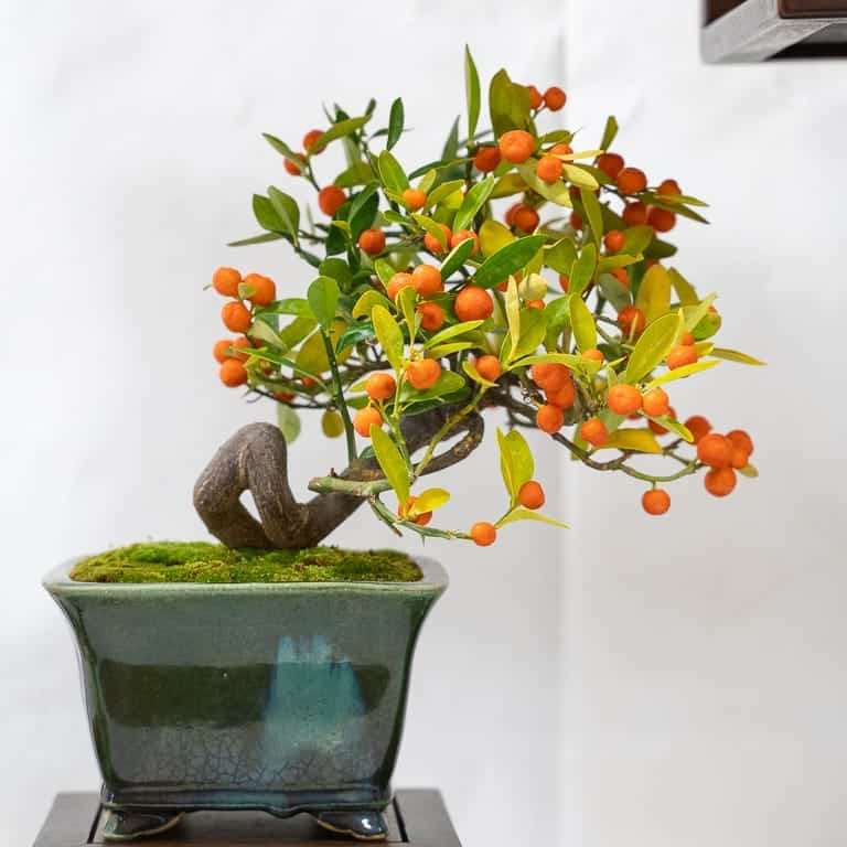 第17届小品盆景研讨会 常青树亮点展示