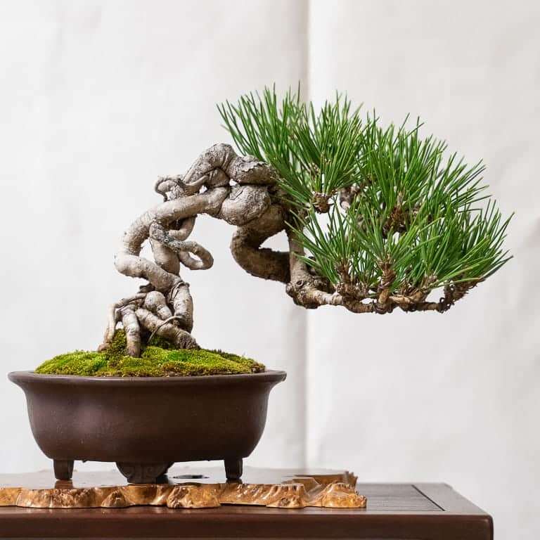 第17届小品盆景研讨会 常青树亮点展示