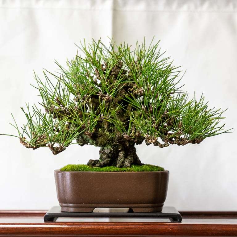 第17届小品盆景研讨会 常青树亮点展示