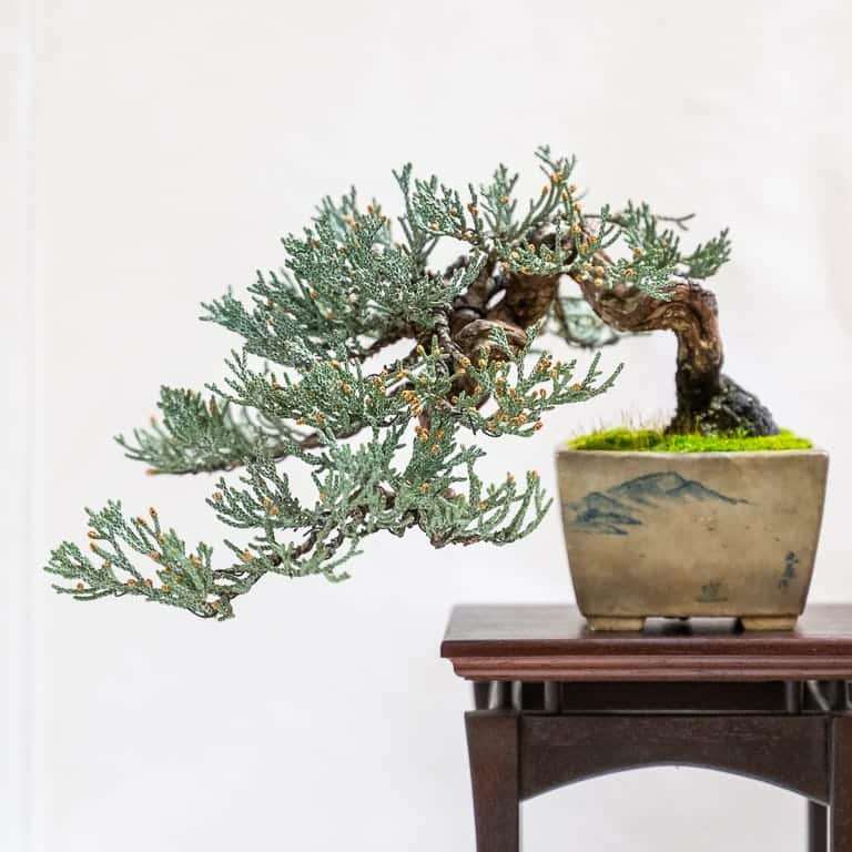 第17届小品盆景研讨会 常青树亮点展示