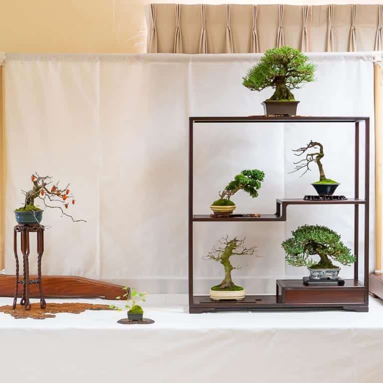 第17届小品盆景研讨会 常青树亮点展示