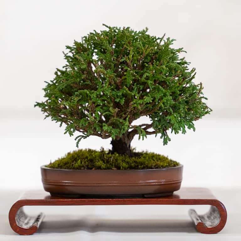 第17届小品盆景研讨会 常青树亮点展示