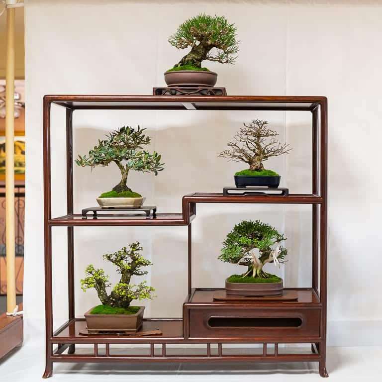 第17届小品盆景研讨会 常青树亮点展示