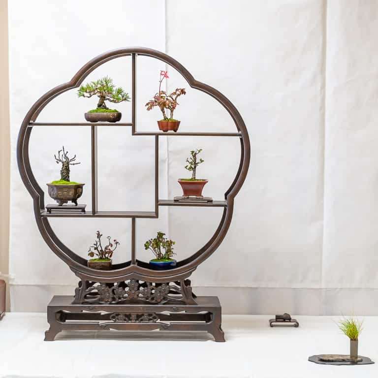 第17届小品盆景研讨会 常青树亮点展示