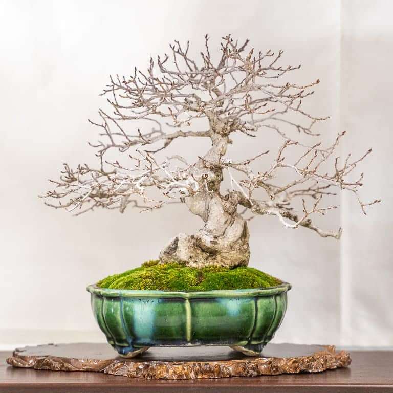 2020 加州小品盆景研讨会 落叶亮点