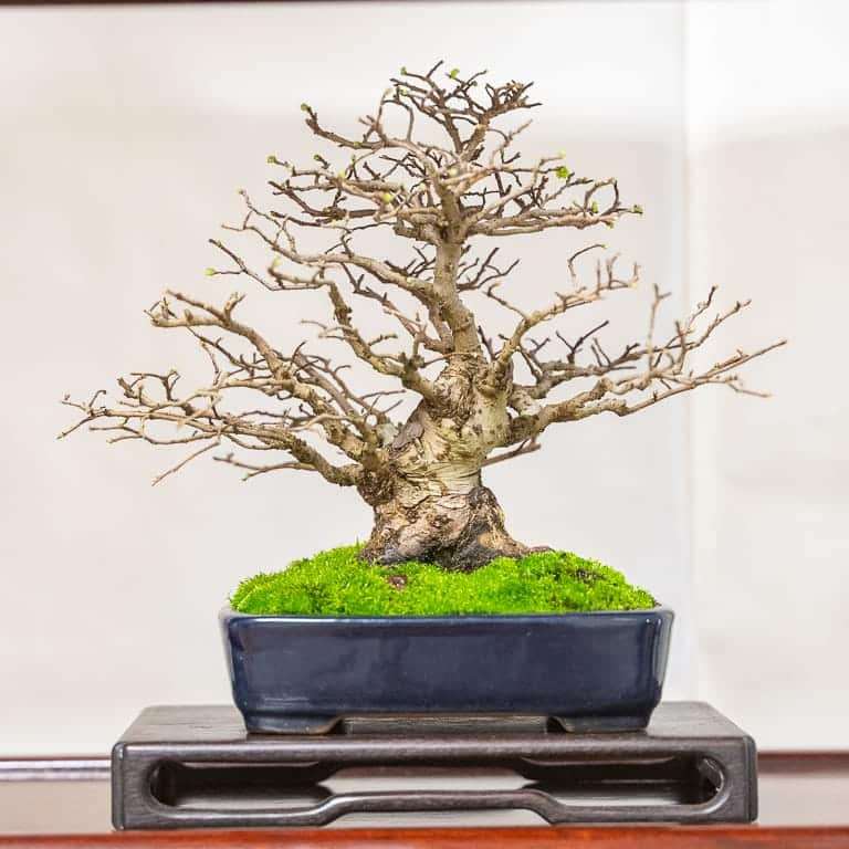 2020 加州小品盆景研讨会 落叶亮点