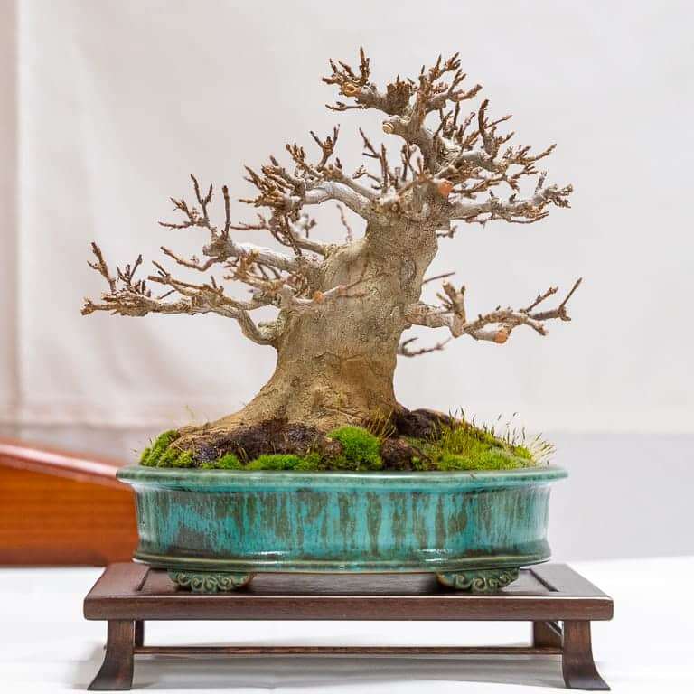 2020 加州小品盆景研讨会 落叶亮点