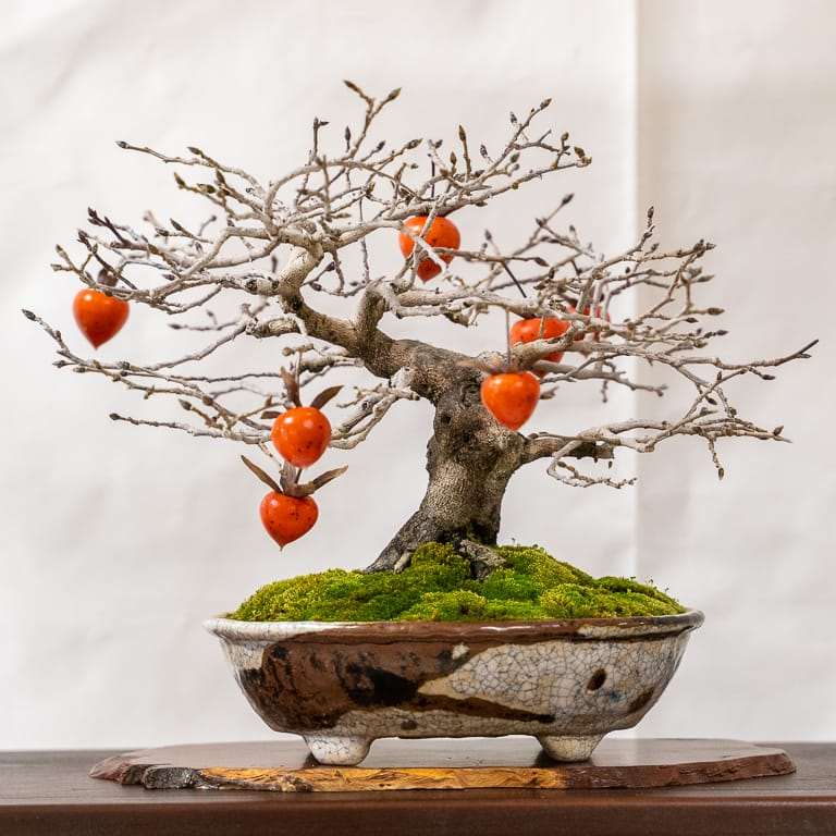 2020 加州小品盆景研讨会 落叶亮点