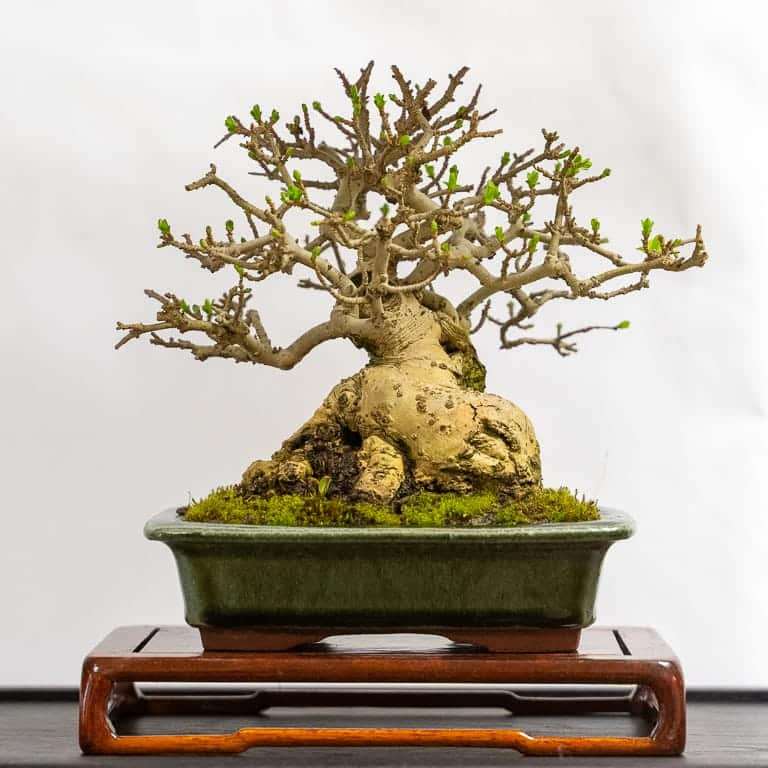 2020 加州小品盆景研讨会 落叶亮点