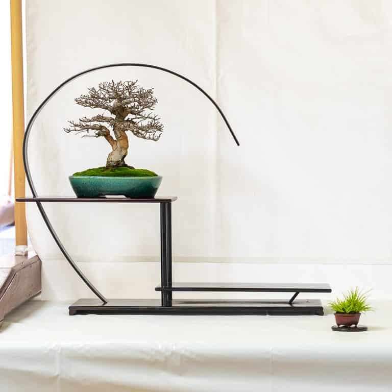 2020 加州小品盆景研讨会 落叶亮点