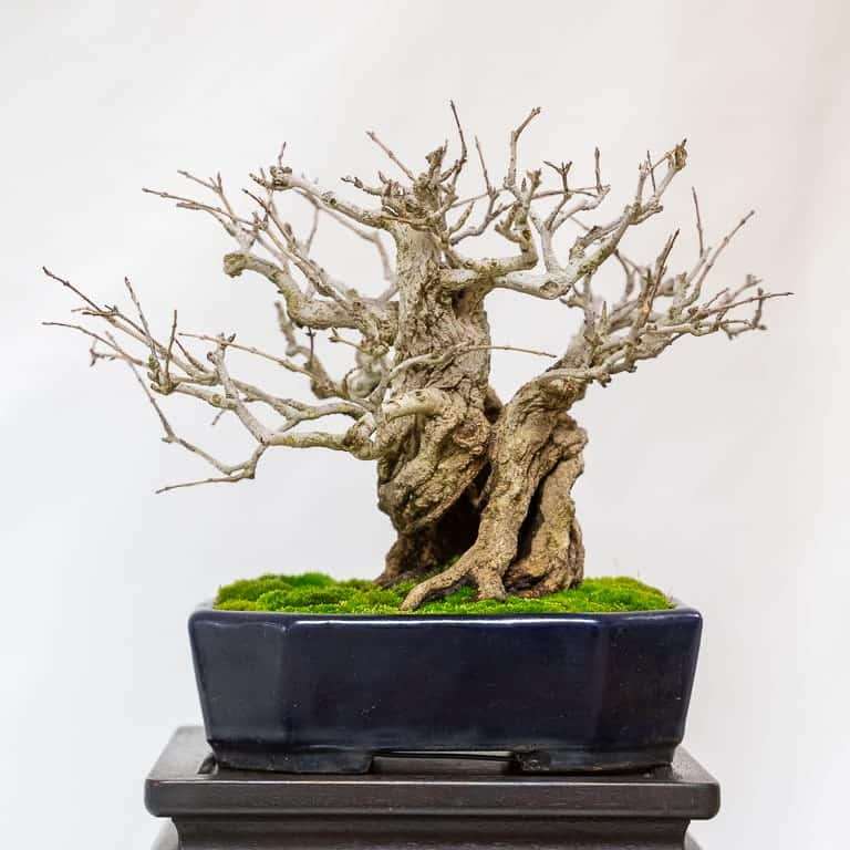 2020 加州小品盆景研讨会 落叶亮点