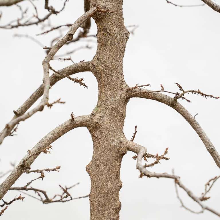 怎么定义韩国角树盆景的分支结构 图片