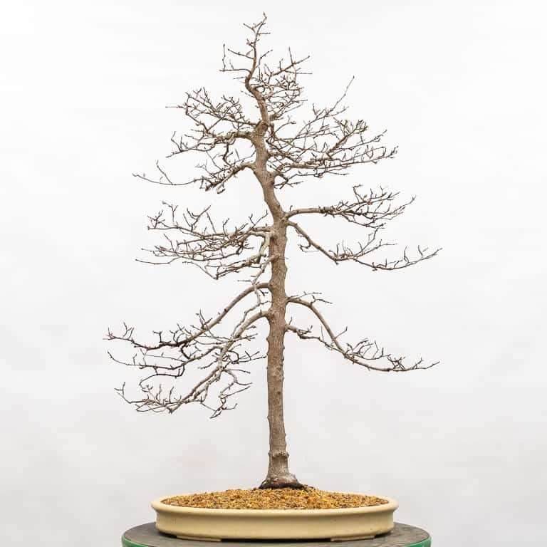 怎么定义韩国角树盆景的分支结构 图片