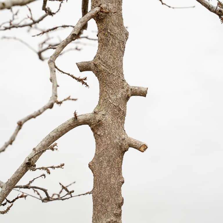 怎么定义韩国角树盆景的分支结构 图片