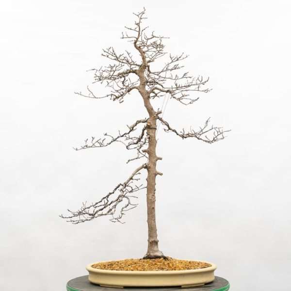 怎么定义韩国角树盆景的分支结构 图片