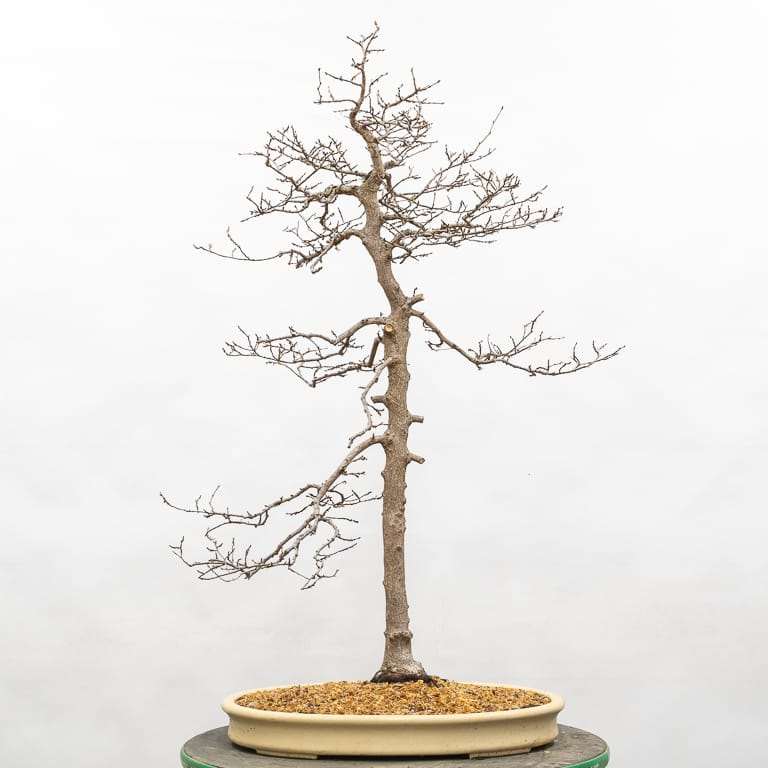 怎么定义韩国角树盆景的分支结构 图片