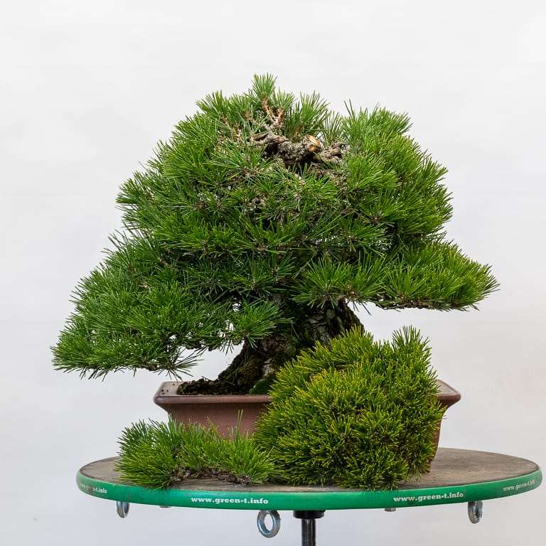 图解 黑松盆景正在修剪中 前后对比