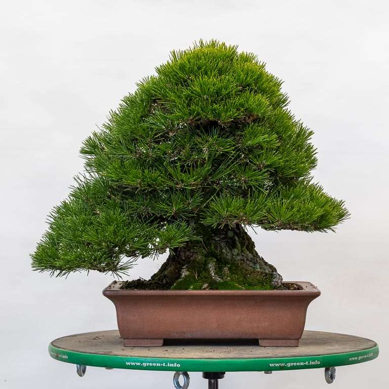 图解 黑松盆景正在修剪中 前后对比