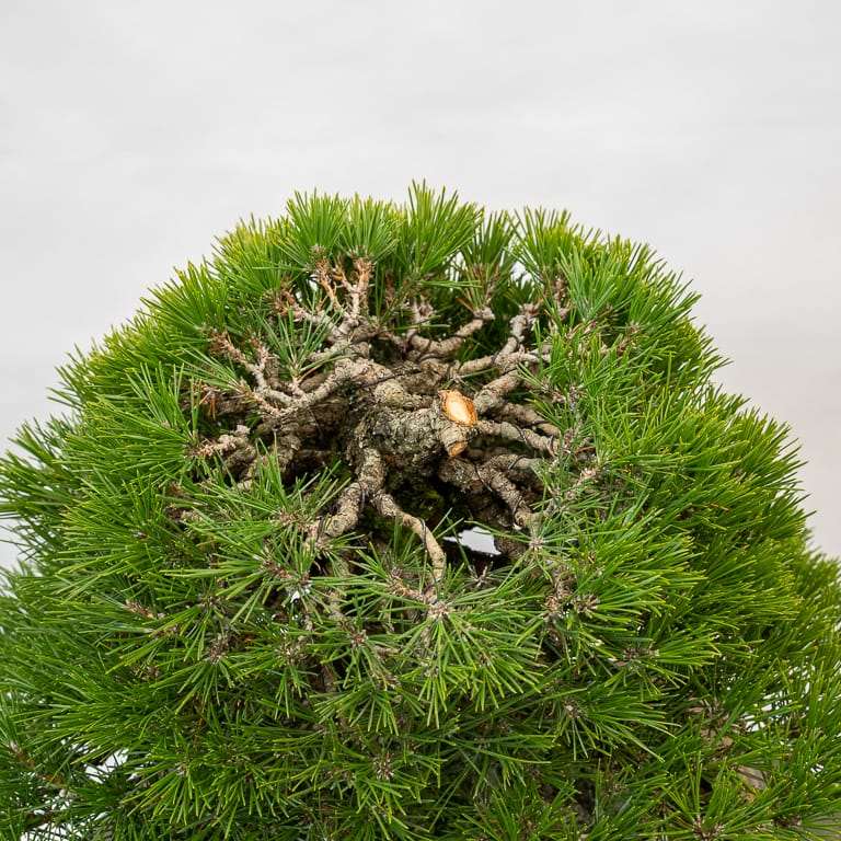 图解 黑松盆景正在修剪中 前后对比