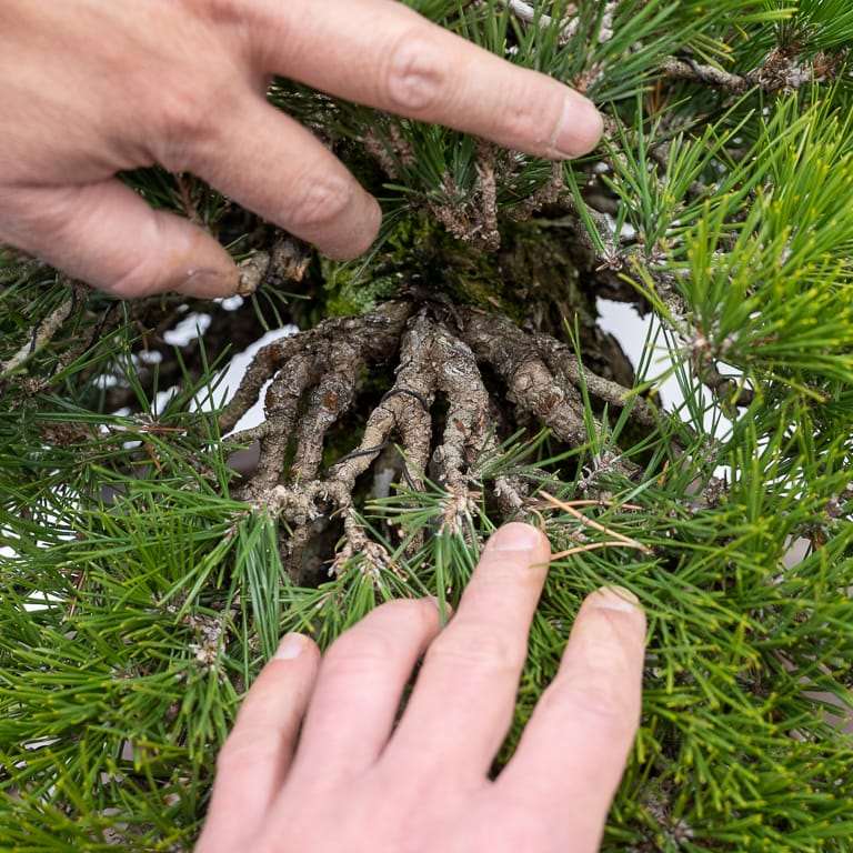 图解 黑松盆景正在修剪中 前后对比