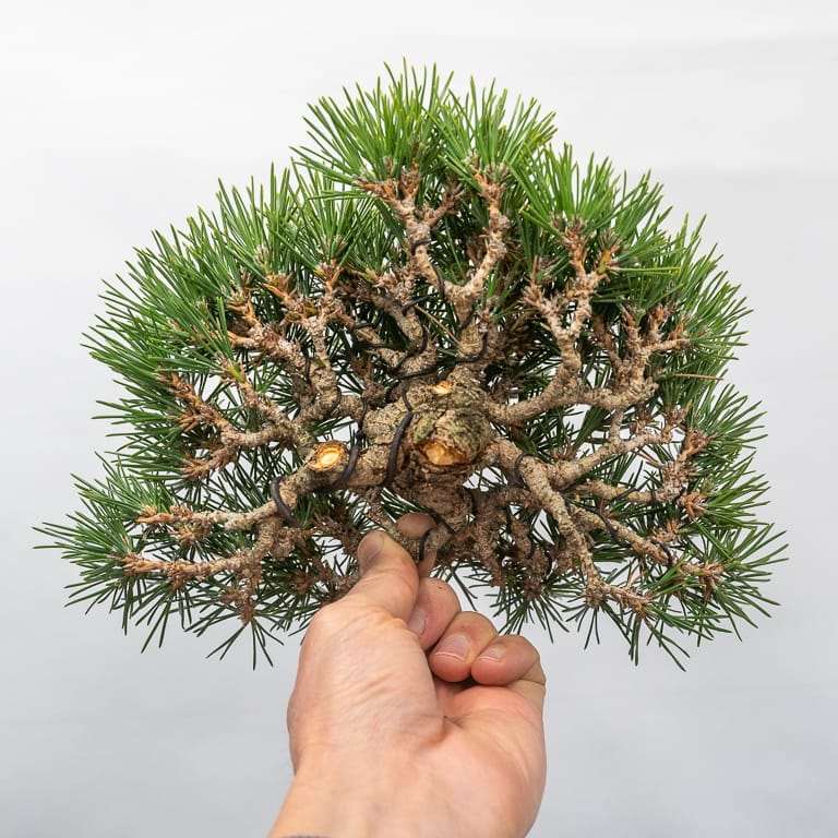 图解 黑松盆景正在修剪中 前后对比