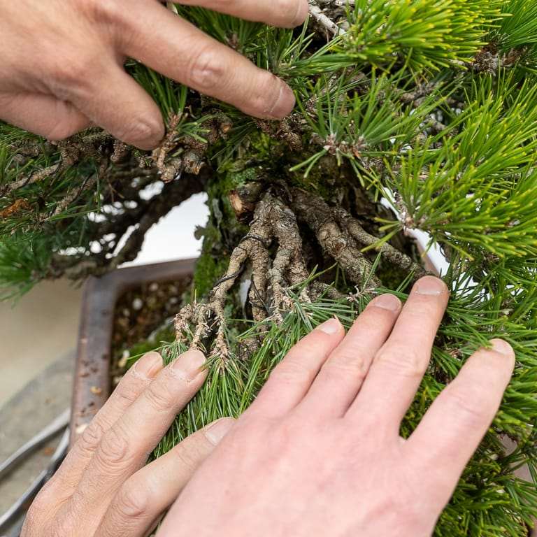 图解 黑松盆景正在修剪中 前后对比