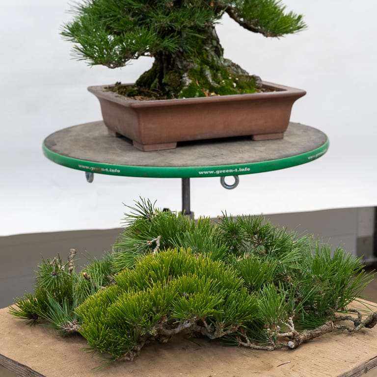 图解 黑松盆景正在修剪中 前后对比