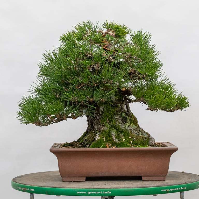 图解 黑松盆景正在修剪中 前后对比