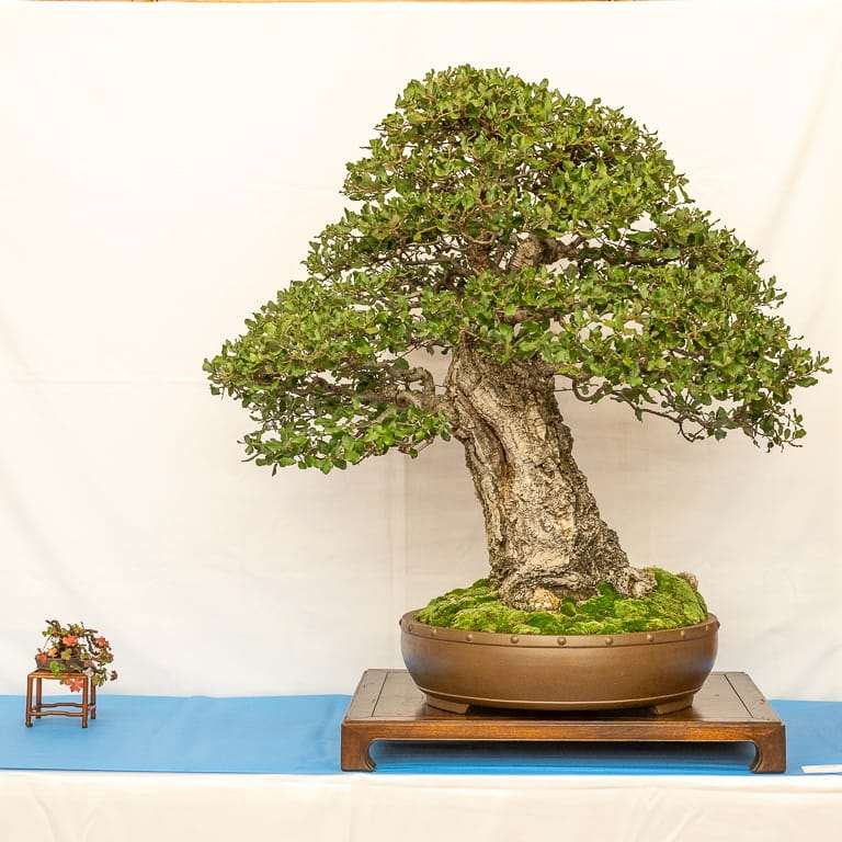 湾区盆景协会第39届年度展览 图片