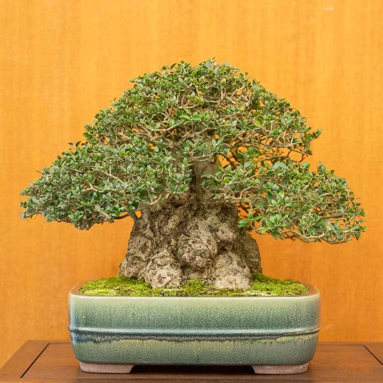 湾区盆景协会第39届年度展览 图片