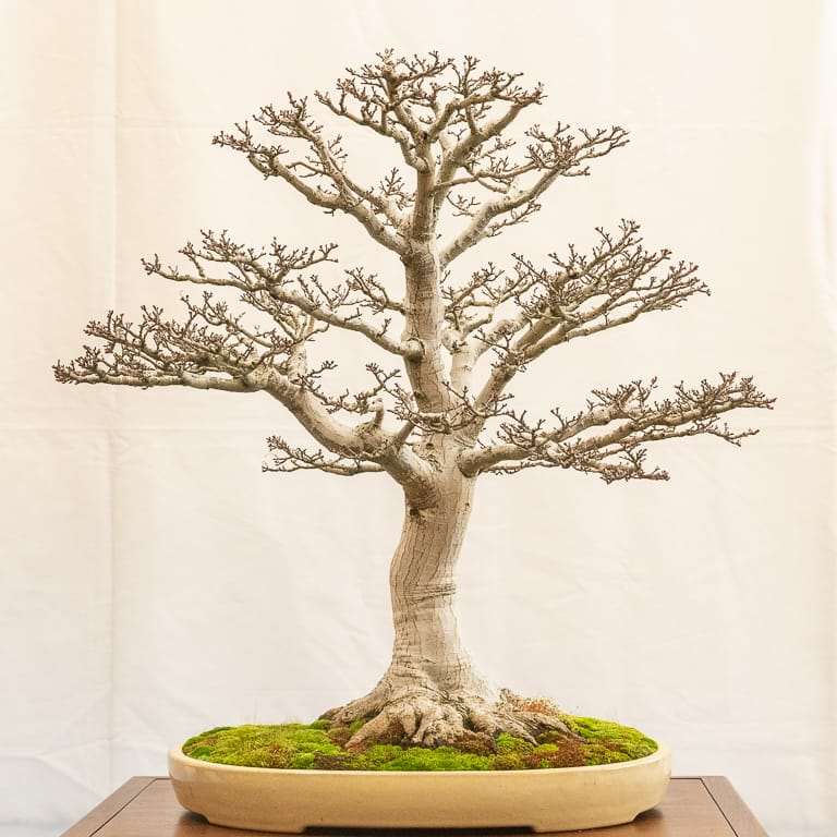 湾区盆景协会第39届年度展览 图片