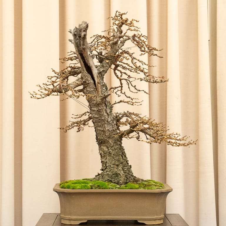 湾区盆景协会第39届年度展览 图片