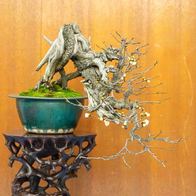 湾区盆景协会第39届年度展览 图片