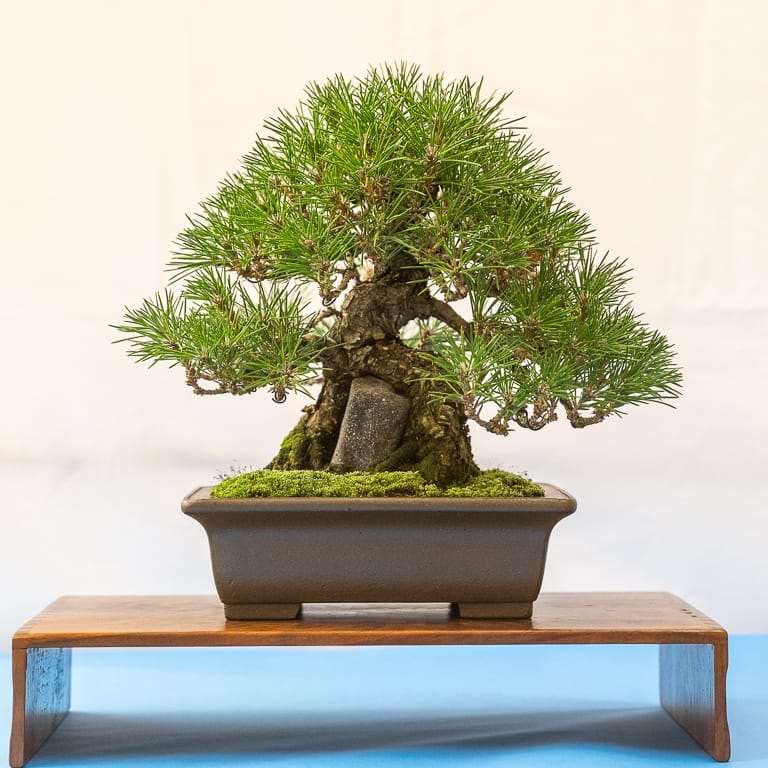 湾区盆景协会第39届年度展览 图片