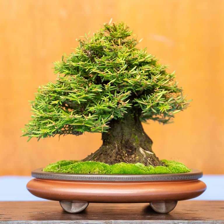 湾区盆景协会第39届年度展览 图片