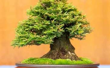 湾区盆景协会第39届年度展览 图片