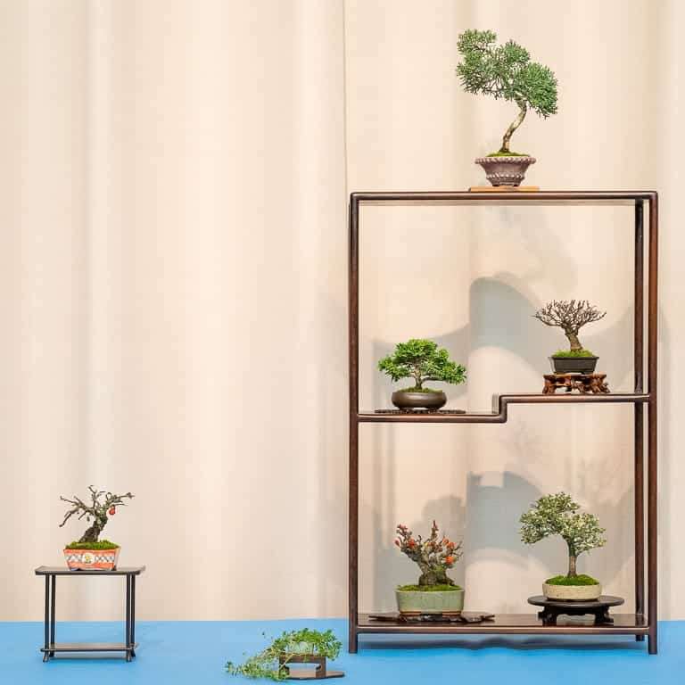 湾区盆景协会第39届年度展览 图片