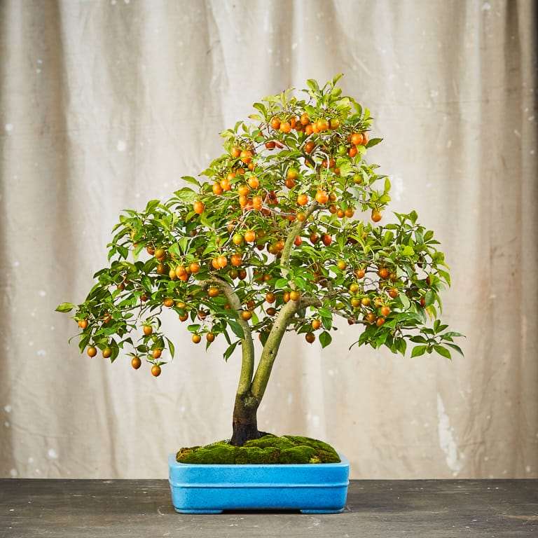 盆景小书&mdash;&mdash;看看里面的东西