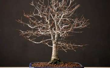 盆景小书-看看里面的东西 图片