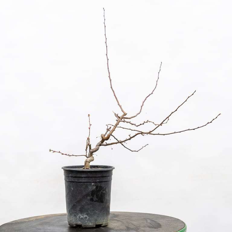 图解 海棠盆景怎么修剪 前后对比图片