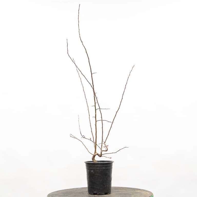 图解 海棠盆景怎么修剪 前后对比图片