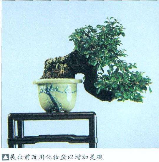 盆景展出前怎么准备的4个事项 图片