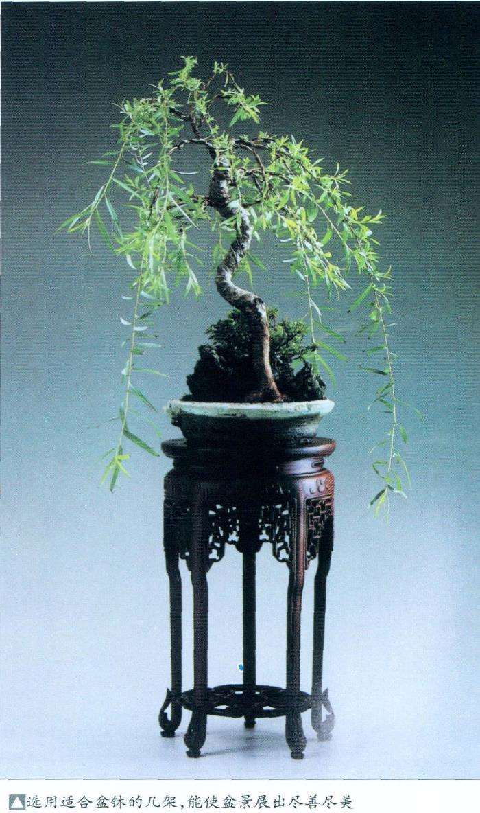 盆景展出前怎么准备的4个事项 图片