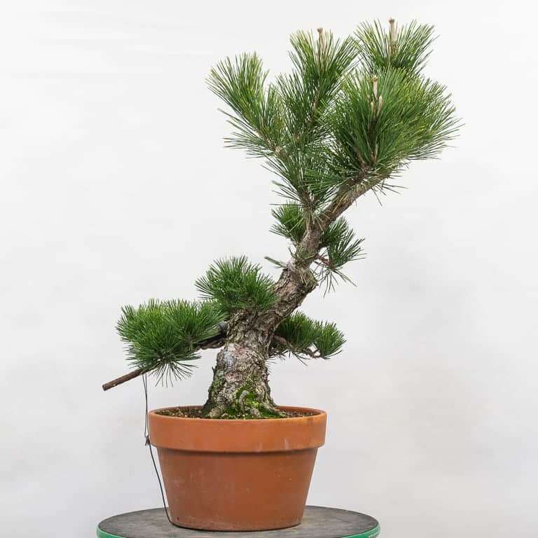 日本黑松盆景 前后修剪 对比图片