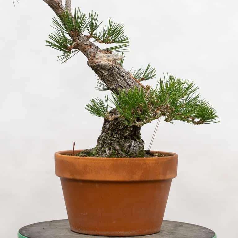 日本黑松盆景 前后修剪 对比图片